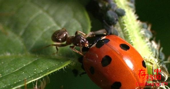 BBC޼׵¼Ƭµ Life in the Undergrowthȫ5 Ӣ˫ 720P BBC¼Ƭ