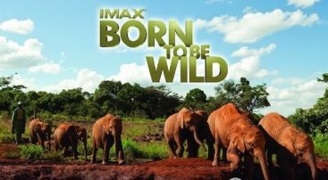 IMAX¼ƬҰ/عҰ Born to Be Wildȫ1  720P Ӱ¼Ƭ