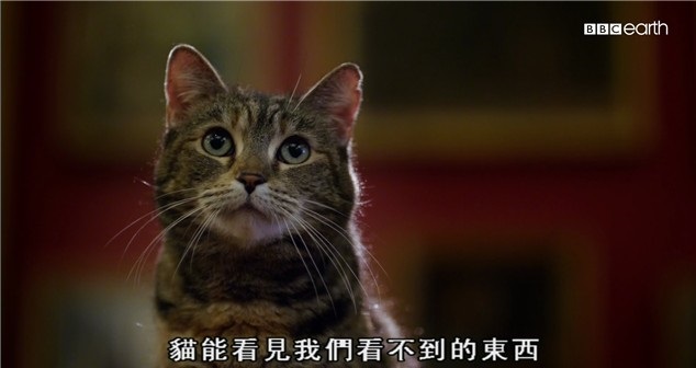 BBC¼Ƭè Secret Life of Cats1080P Ļ ¼Ƭ 