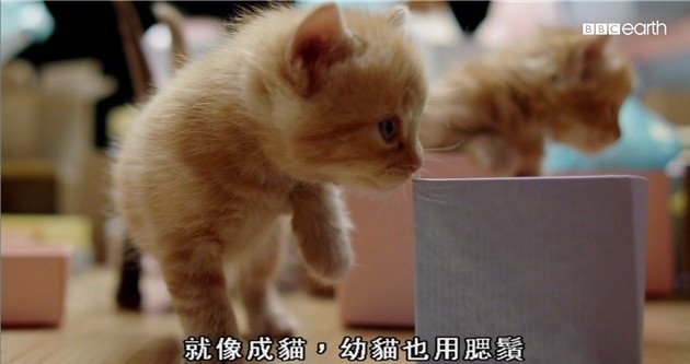 BBC¼Ƭè Secret Life of Cats1080P Ļ ¼Ƭ 