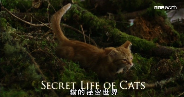 BBC¼Ƭè Secret Life of Cats1080P Ļ ¼Ƭ 