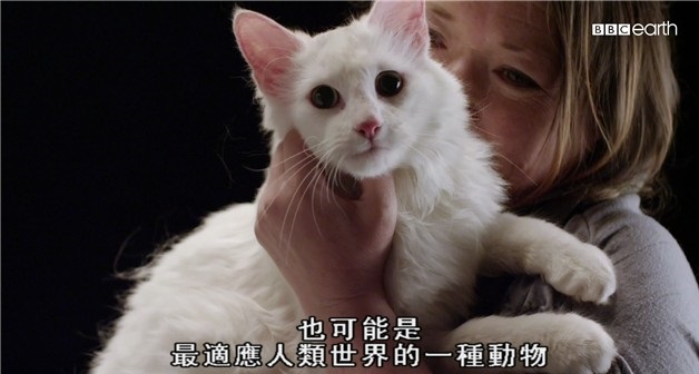 BBC¼Ƭè Secret Life of Cats1080P Ļ ¼Ƭ 