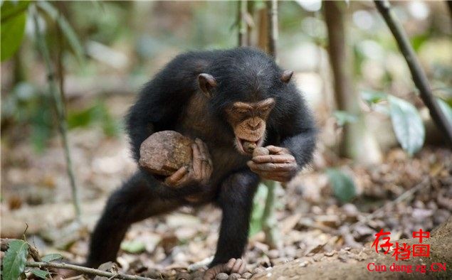 ˹ᡶ Chimpanzeeȫ1 Ӣ 1.45G/MKV/720P¼Ƭ 