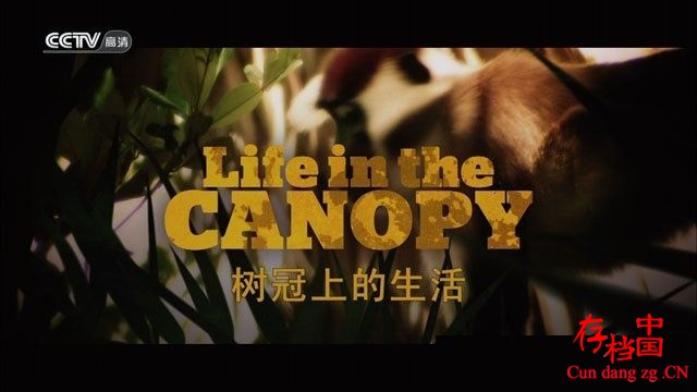 Ƶϵ Life in the Canopyȫ3 BTV 720P   