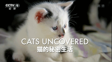 Ӽ¼Ƭè Cats Uncovered 2017ȫ3  1080P 