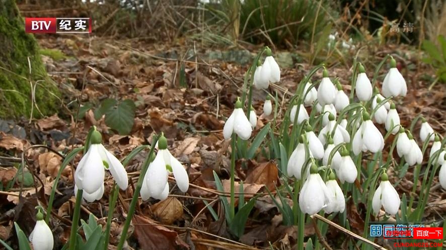 BBC¼Ƭ԰ Life in a Cottage Garden 2012ȫ3 Ļ 1080i Ȼ