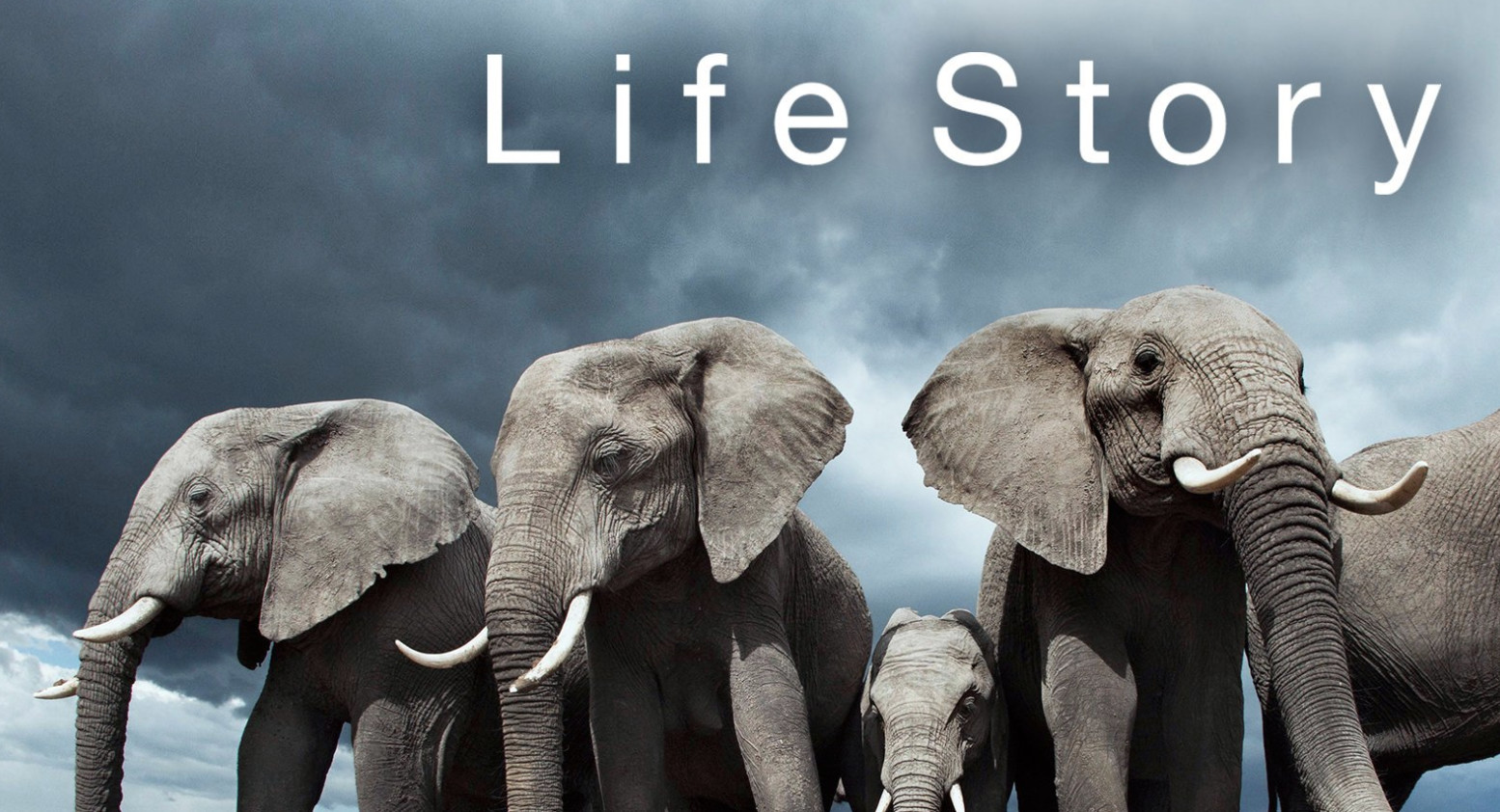 BBC¼Ƭ Life Story 2014ȫ6  4kղذ 