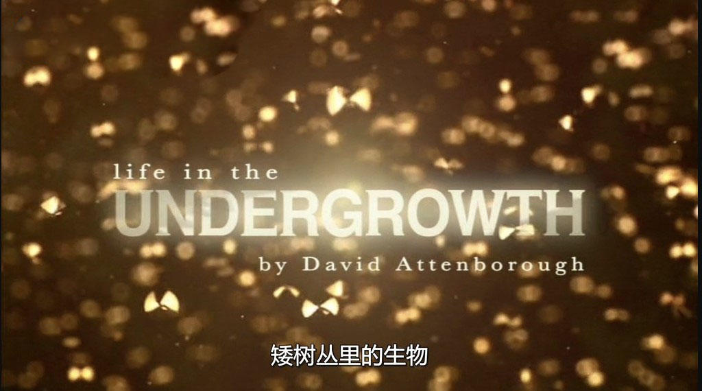 BBC޼׵¼Ƭµ Life in the Undergrowthȫ5 Ļ 720P 