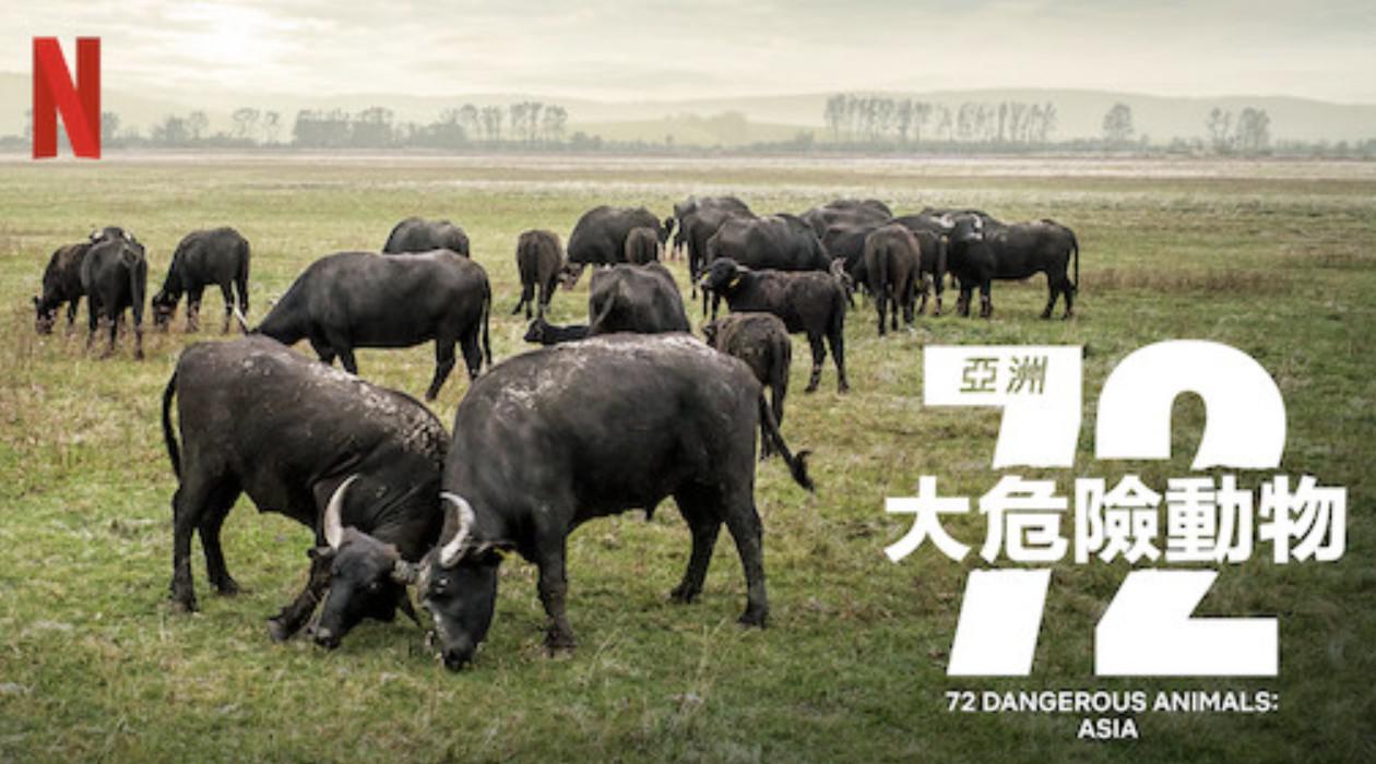 Netflix¼Ƭ72Σն ƪDangerous Animals-Asiaȫ12 ٷ 720P 