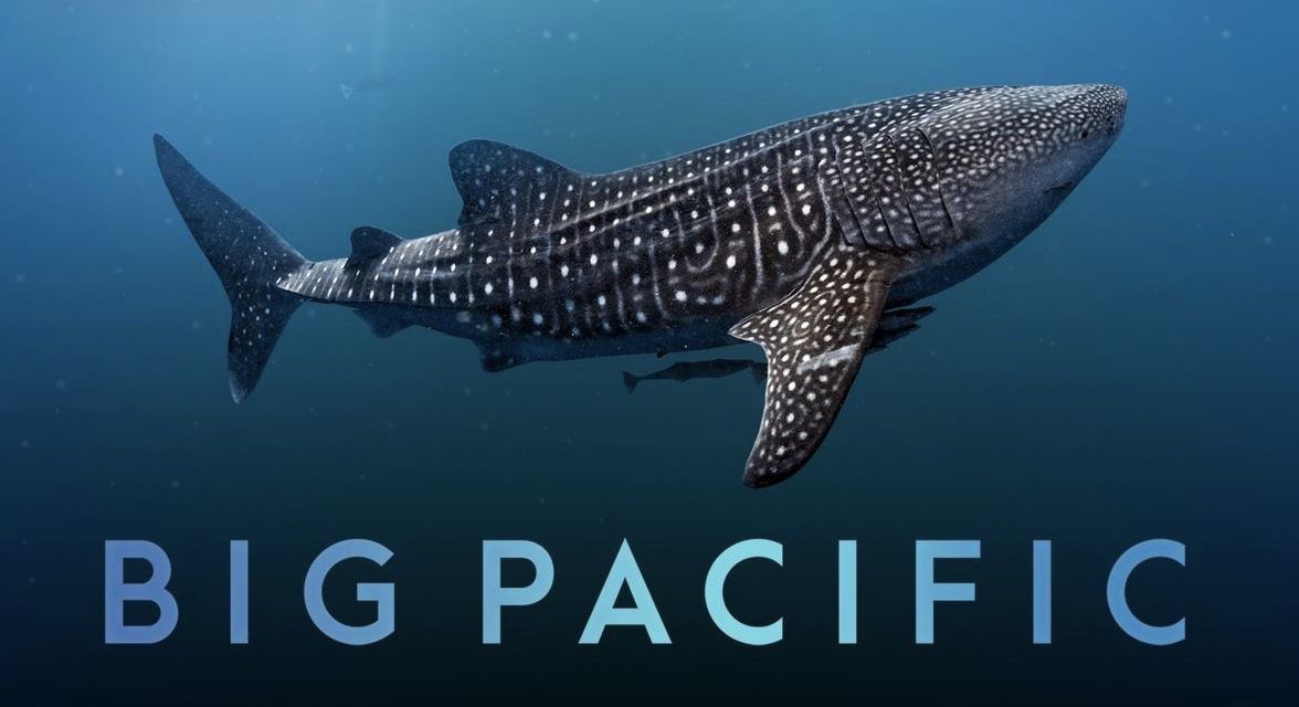 ¼Ƭ̫ƽ Big Pacific 2018ȫ5   1080P/4k 