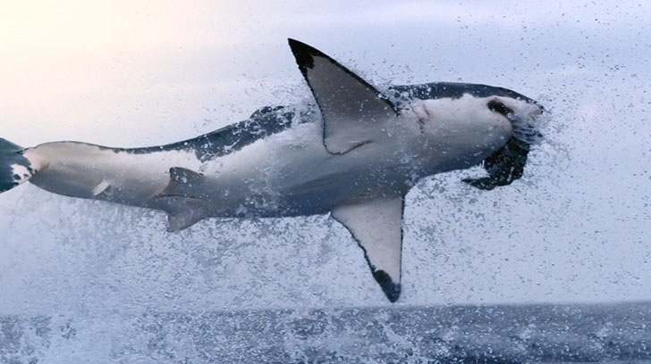 BBC¼Ƭ̺/Shark 2015ȫ3 Ч 720P/1080P¼Ƭ 