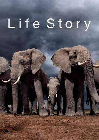 bbc/Ӽ¼ƬĹ/֮/Life Story 2014ȫ6 Ļ 1080P 