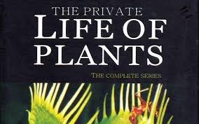 BBC¼Ƭֲ˽ The Private Life of Plants 1995ȫ6 ڷ 720P Ȼ