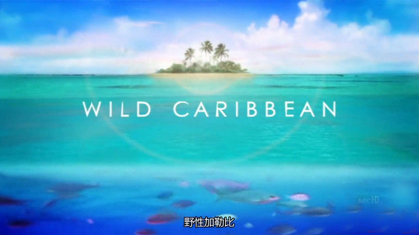 BBC¼ƬҰԼձ Wild Caribbean 2007ȫ4 Ļ 720P 