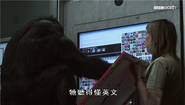 BBC¼ƬӴ Monkeys Revealedȫ3 Ļ 1080P/TS 