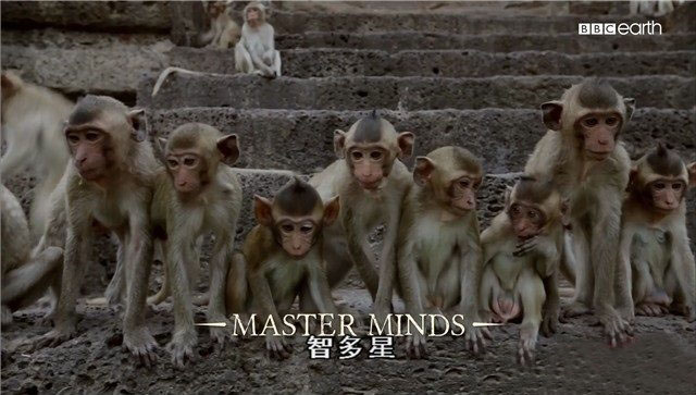 BBC¼ƬӴ Monkeys Revealedȫ3 Ļ 1080P/TS 