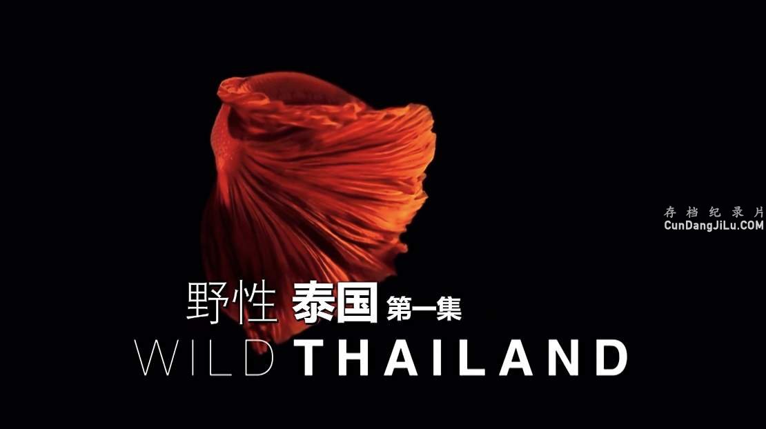 Ȼ̬¼ƬҰ̩/̩:ϵȴ Wild Thailandȫ2 720P/1080i 