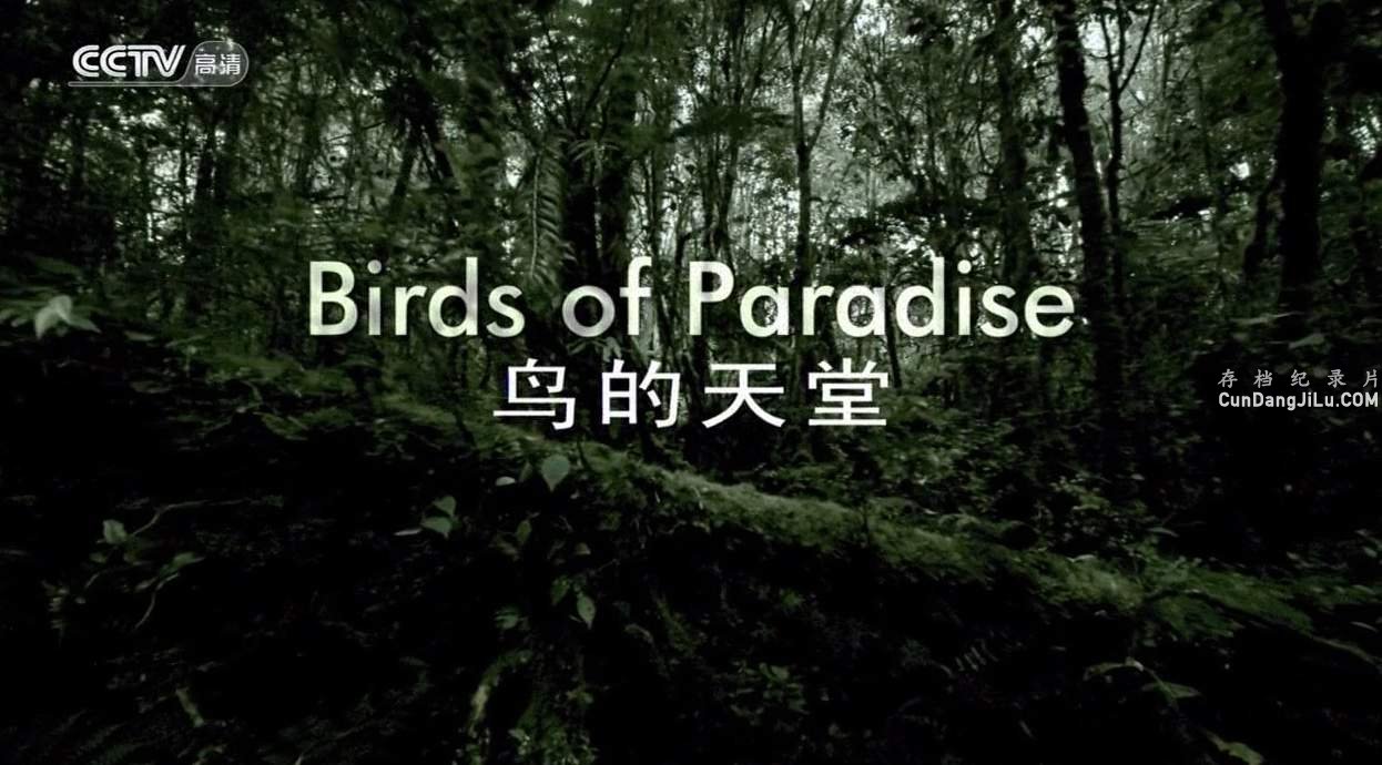 Ƽ¼Ƭ Birds of Paradise 2009ȫ1  720P 