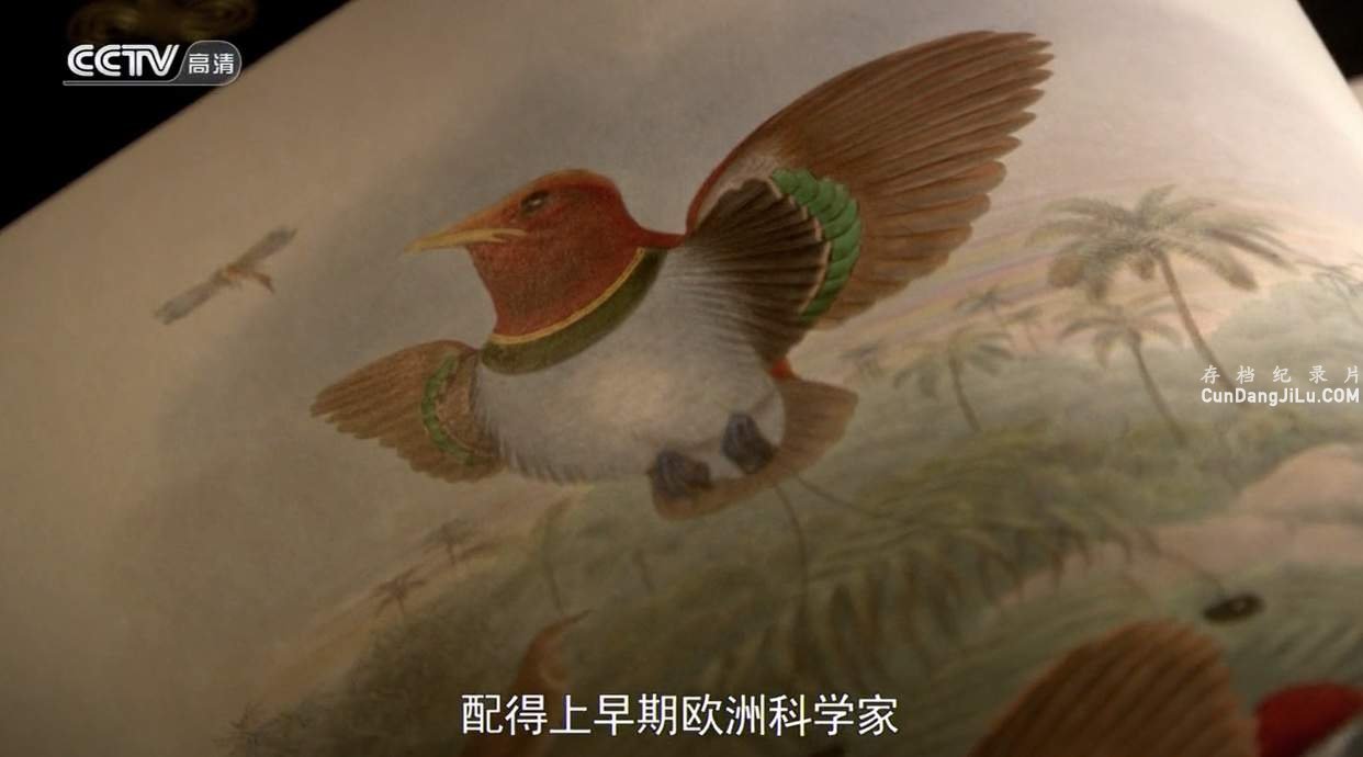 Ƽ¼Ƭ Birds of Paradise 2009ȫ1  720P 