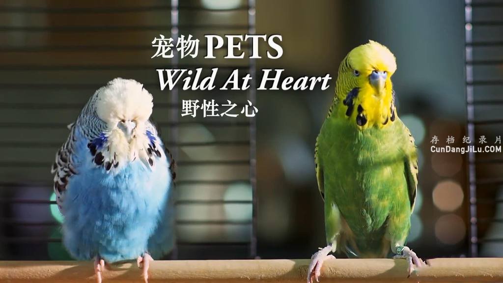 BBC¼ƬȳҲ/ĿҰ Pets - Wild at Heart 2015ȫ2 Ӣ 720P 