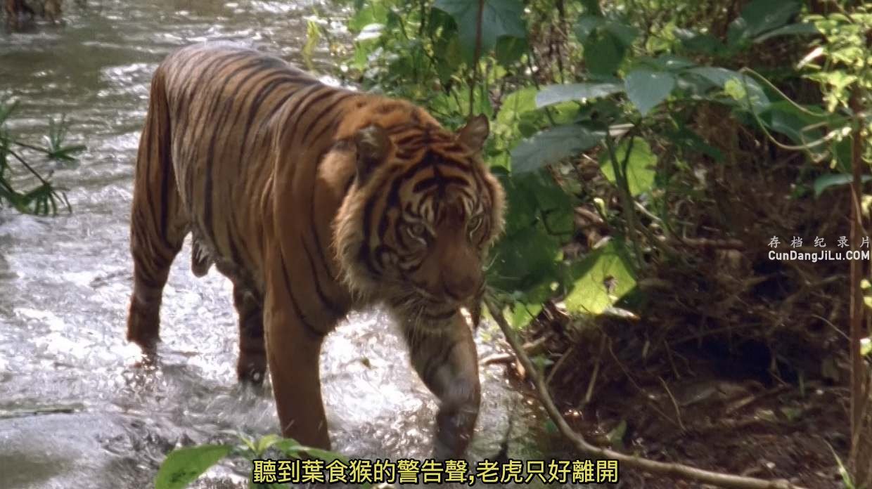 ̽Ƶ¼ƬҰ Wild Asia 2009ȫ9 Ӣ 720P 