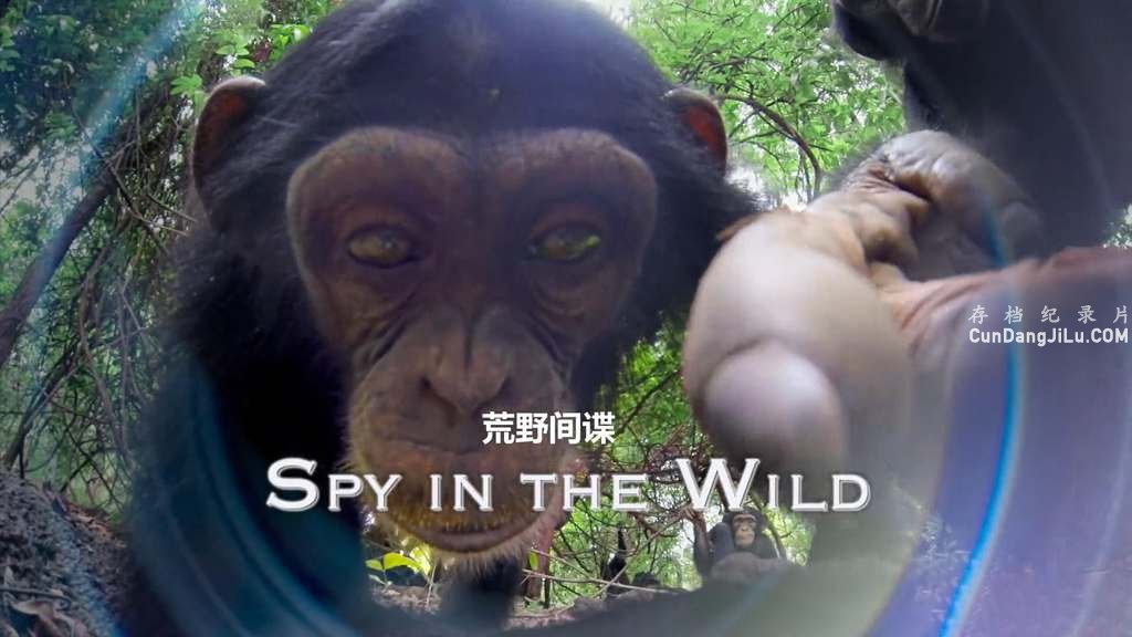 BBCϵСҰ Spy in the Wildһ ȫ5 Ļ 4k/1080P¼Ƭ 