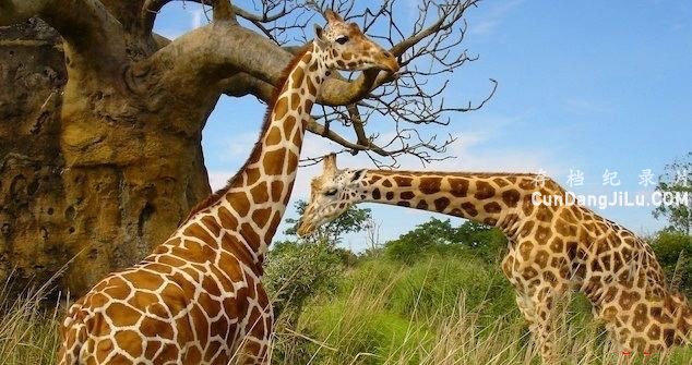 BBCȻ硶¹-޵ Giraffes: Africas Gentle GiantsĻ  