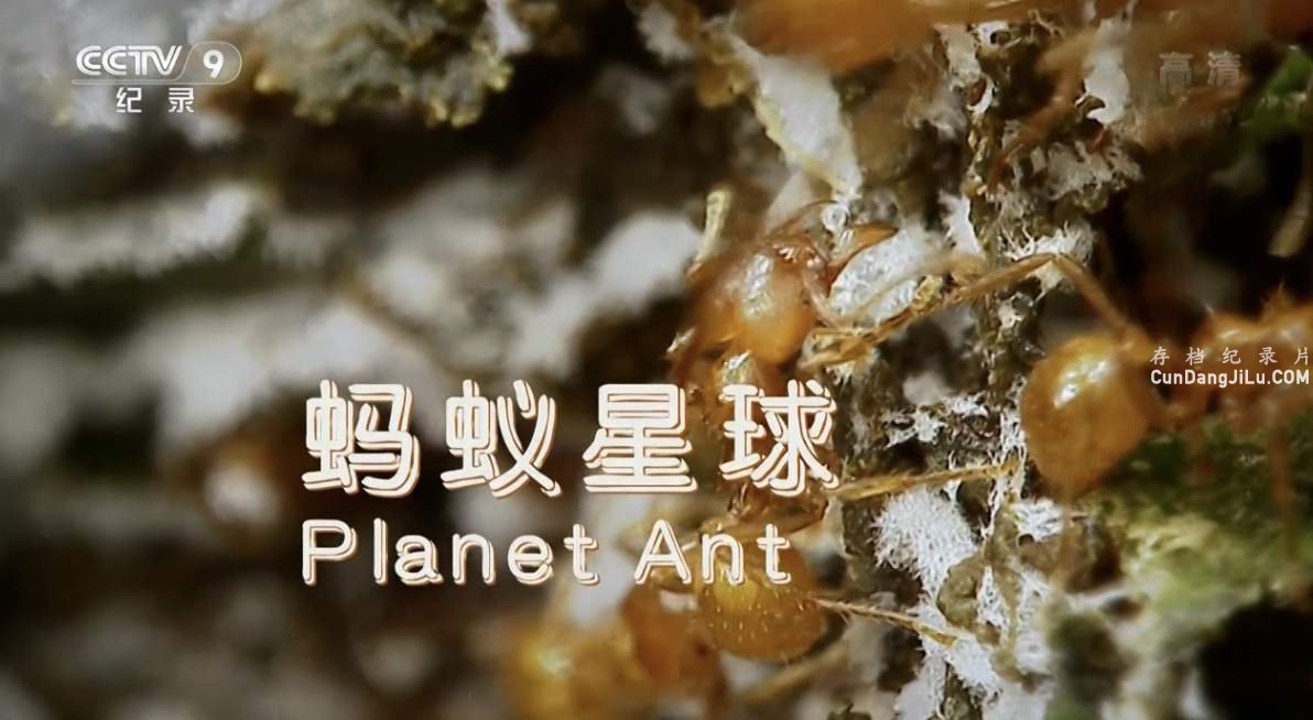 Ӽ¼Ƭ Planet Ant Life Inside the Colonyȫ1  720P 