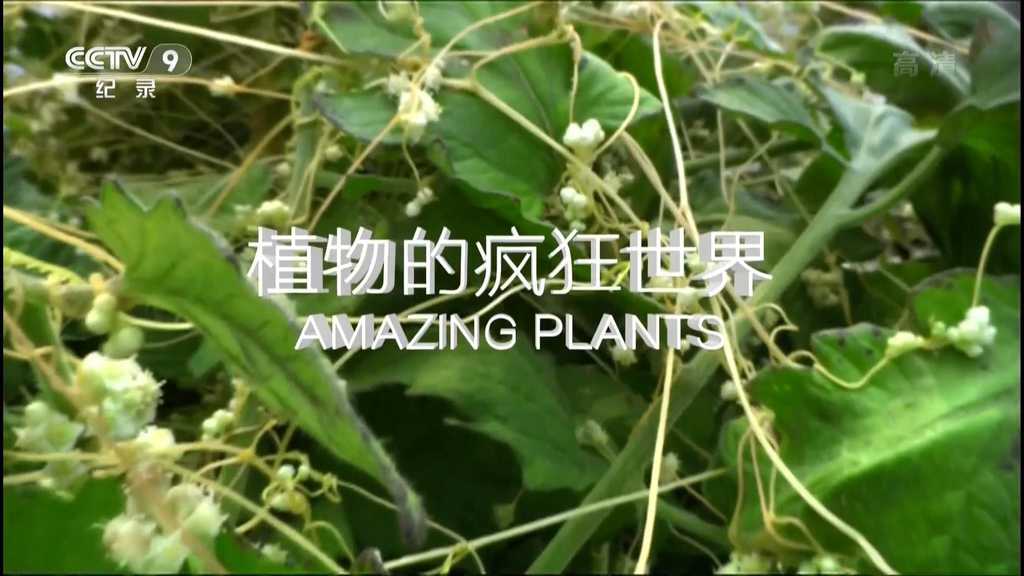 Ұ¼Ƭֲķ Amazing Plants 2015 1080P Ȼ