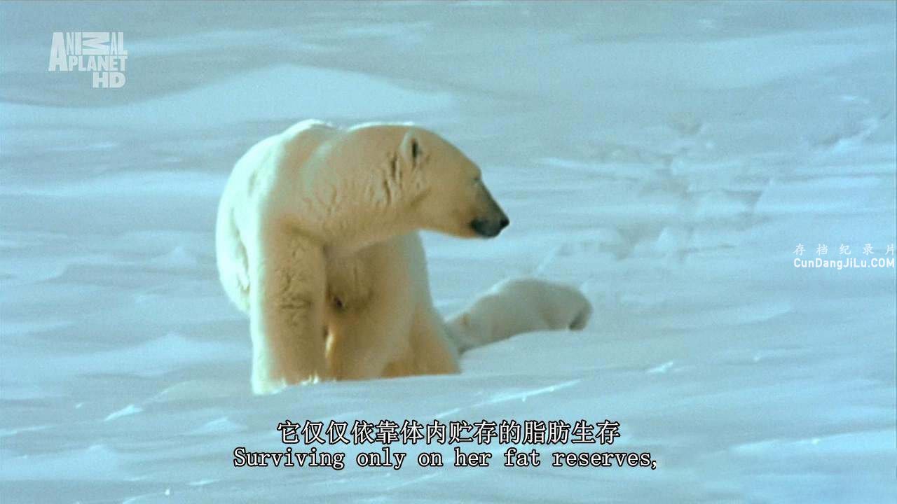 ҰԱ Wildest Arcticȫ4 Ӣ˫ 720P¼Ƭ 