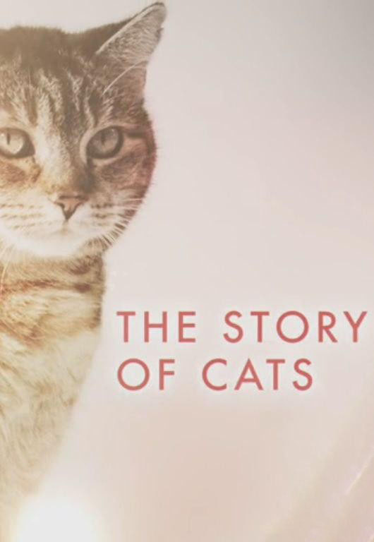 ITV¼ƬèƶĹ The Story of Cats 2016ȫ3 Ƕ 720P 