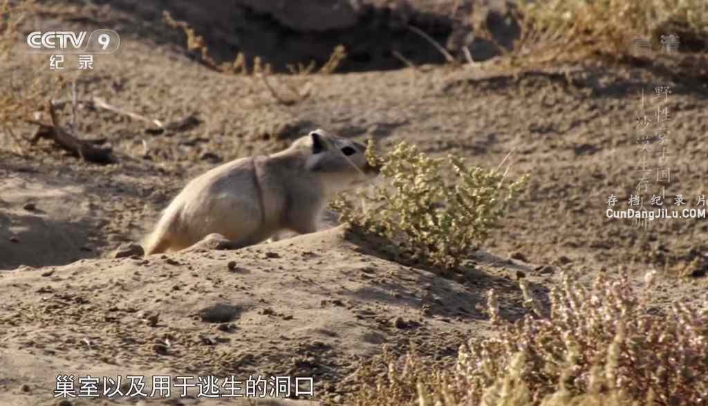 Ƽ¼ƬҰɹŹ Wild Mongolia Land of Extremesȫ3  1080P 