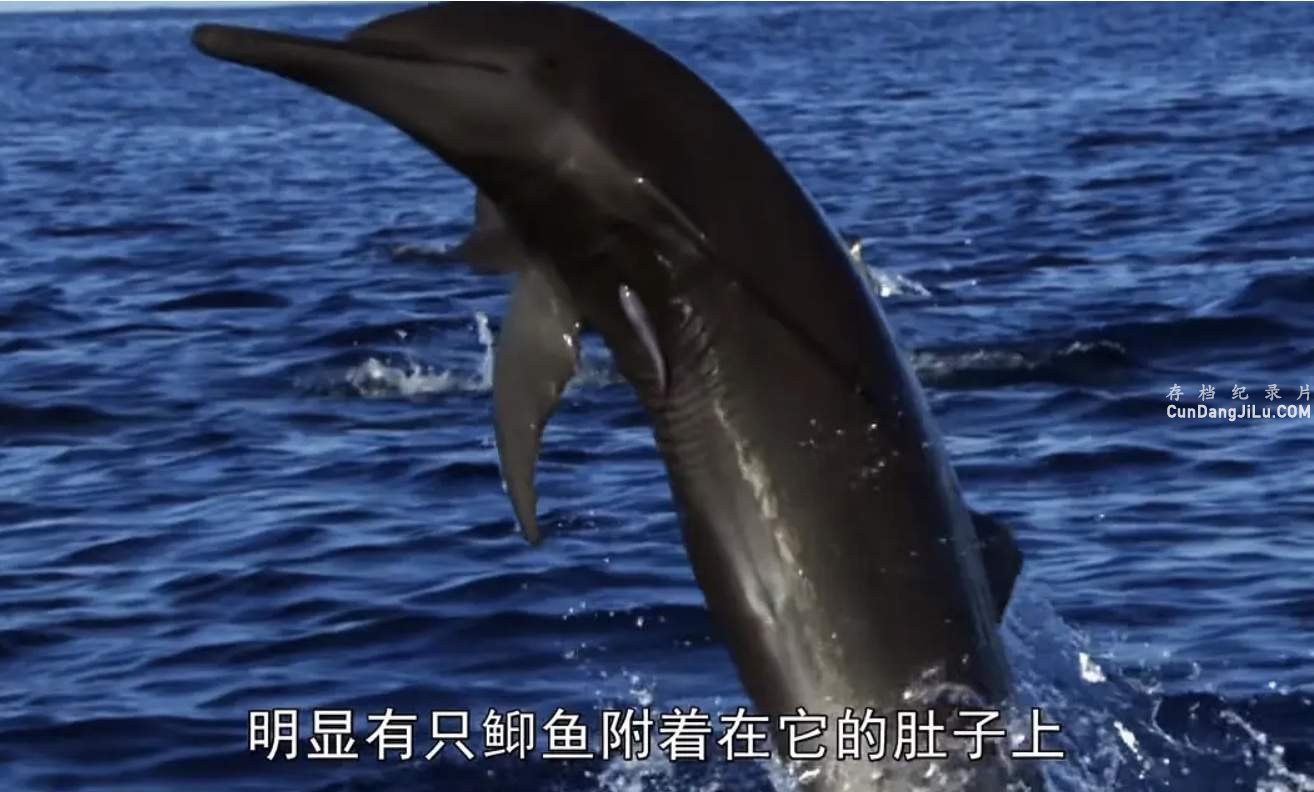 BBC¼ƬԵ׺ Dolphins - Spy in the Pod 2014ȫ2 Ļ 720P 