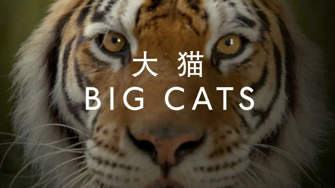 BBC¼Ƭè Big Cats 2018ȫ3 ӢĻ 1080P 