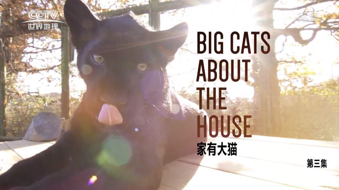 BBC¼Ƭ/дè Big Cats About the Houseȫ3 ӢǶ 1080P 