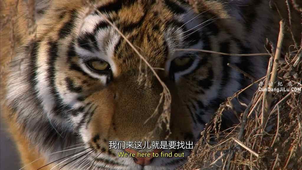 BBC¼Ƭѩ Operation Snow Tigerȫ2 Ӣ 720P 