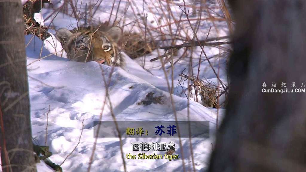 BBC¼Ƭѩ Operation Snow Tigerȫ2 Ӣ 720P 