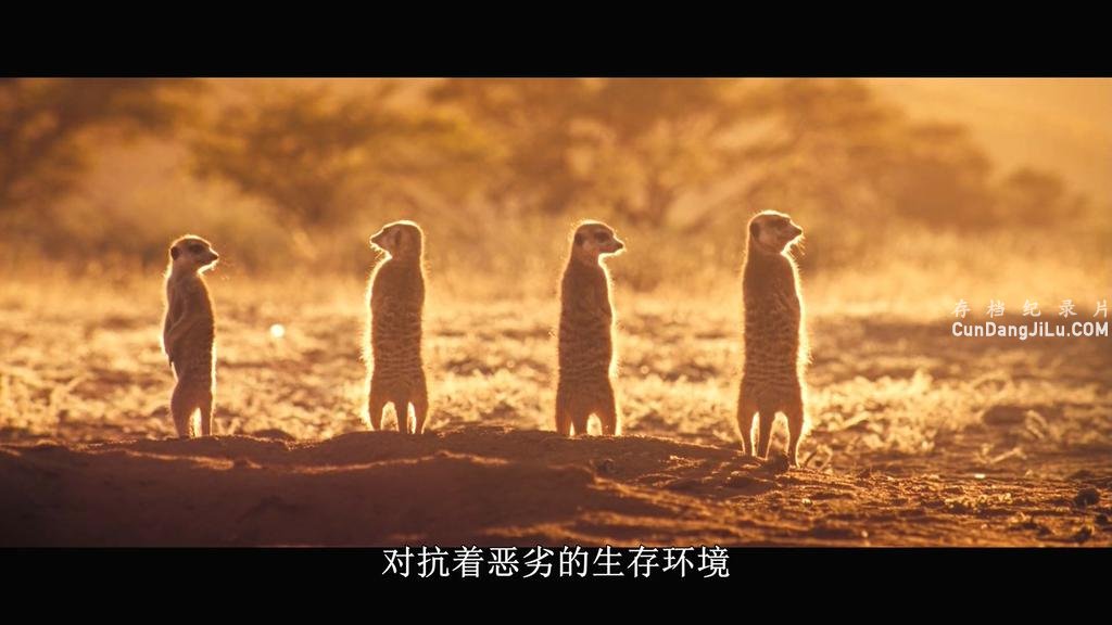 BBC¼Ƭɸ The Meerkats 2008ȫ1 Ļ 720P/1080P Ӱ¼Ƭ