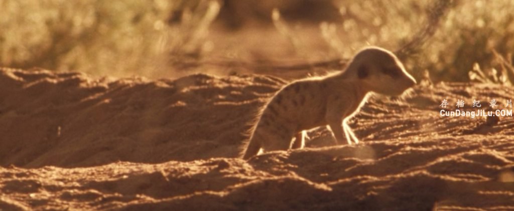 BBC¼Ƭɸ The Meerkats 2008ȫ1 Ļ 720P/1080P Ӱ¼Ƭ