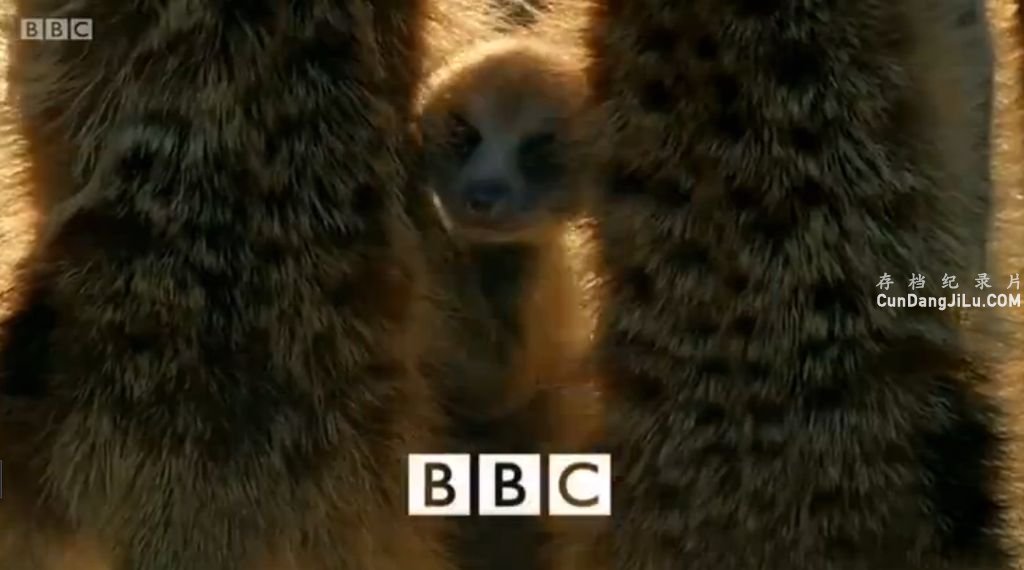 BBC¼Ƭﱦ һ Animal.Babiesȫ3 Ļ 720P 