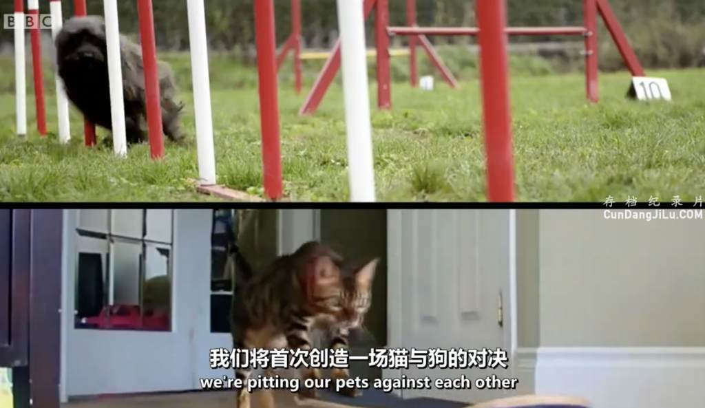 BBCȳ¼Ƭƴ Cats v Dogs: Which is Bestȫ2 Ƕ 720P 