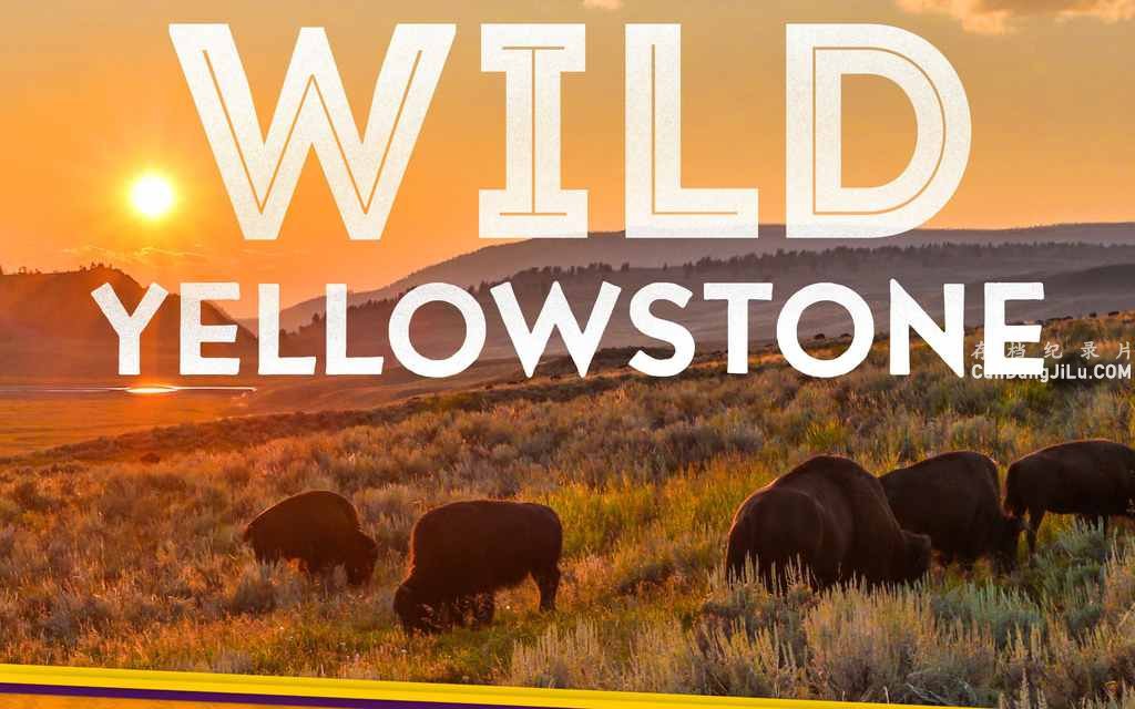 ҵȻ̬¼ƬҰԻʯ԰ Wild Yellowstoneȫ2 Ƕ 720P 