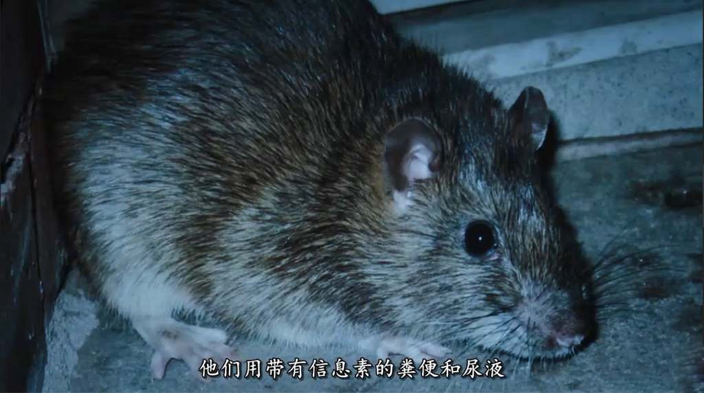 ̽ƵŦԼ Rats 2016ȫ Ӣ 1080P¼Ƭ ѧ̽