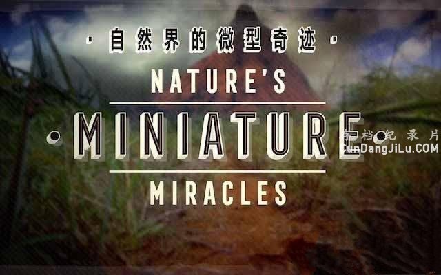 Ȼ̬¼ƬȻ΢漣 Natures Miniature miraclesȫ1 1080P 