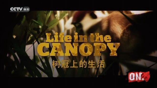 Ƶϵ Life in the Canopyȫ3 BTV 720P