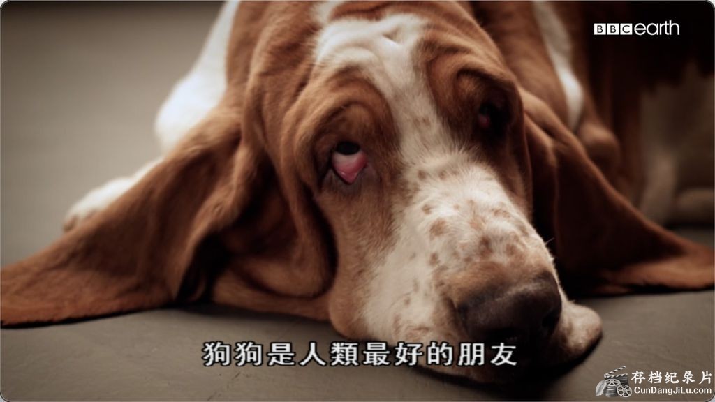 ¼ƬȮ/ Secret Life of Dogs 2013/ӢǶӢ˫ 1080P¼Ƭ